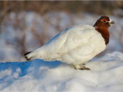 Willow Ptarmigan